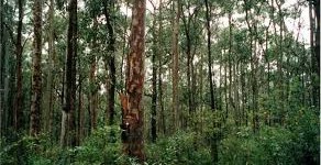 Eucalyptus2